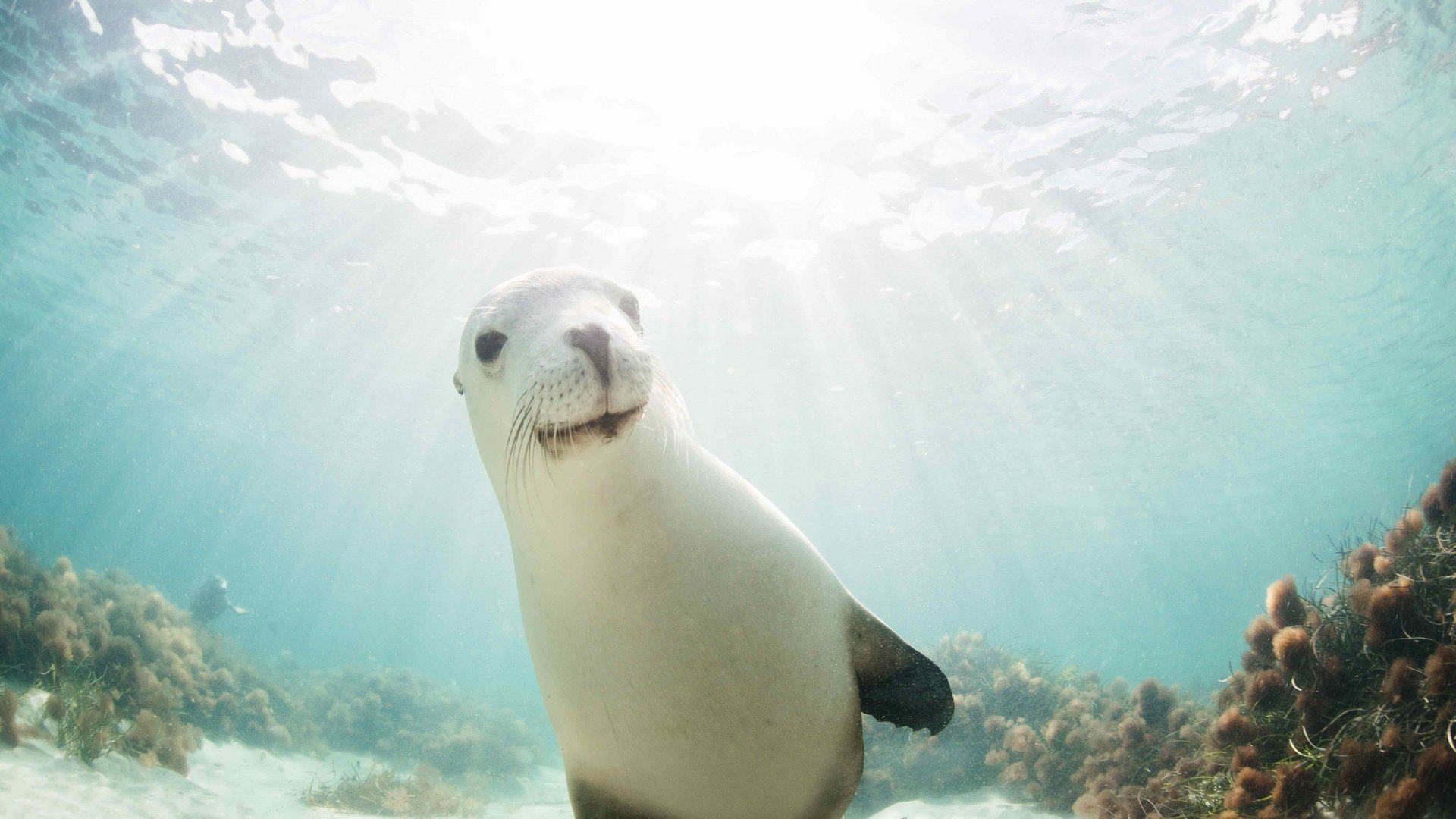 Australiens Tierwelt erleben