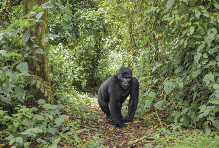 Uganda | Ruanda